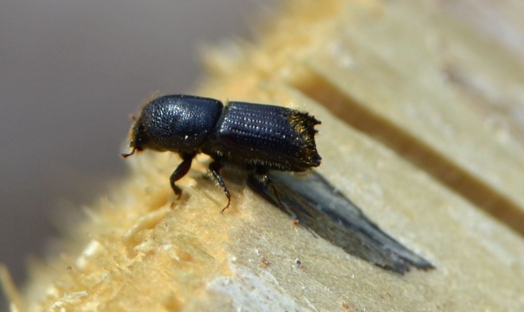 Bostrichidae? No, Scolytidae: cf. Ips sp.